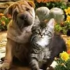 Hillview Animal Hospital & Clinic