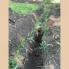 Sprinkler Systems of South Texas