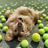 The Home of Paws
