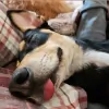 Mountain View Pet Resort