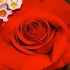 The Oakbrook Florist