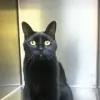A Pet's Place