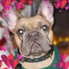 Northwest Animal Hospital