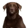 Bay Road Animal Hospital