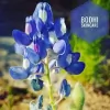 Bodhi Skincare