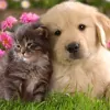 For the Love of Dogs