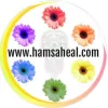 Hamsa Heal