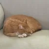Brooklyn Veterinary Hospital