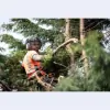 Tree Service Bridgewater