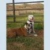High Plains Animal Hospital
