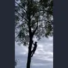 AAA Tree & Landscaping