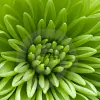 Bethesda Garden Design