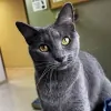 Freeburg Animal Hospital PC