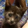 Roanoke Island Animal Clinic