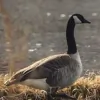 Loomacres Wildlife Management
