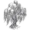 Willow Tree Winery