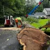 Turcotte Tree Service