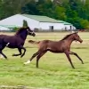 Cordova Equestrian