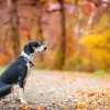 Dog Meadow