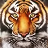 Glass Tiger Tinting