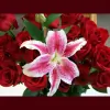 Alsaker Floral
