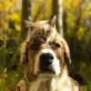 Spayed Club Clinic