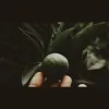 BellaDonna Herbs