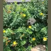Dogsitter247
