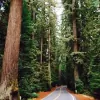 Redwoods Rural Health Center