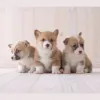 Manchester Veterinary Clinic & Supply