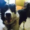 Still Yoga