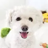 Cuddles & Tails Pet Services