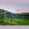 Starr Hill Vineyard & Winery