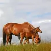 Interstate Vet Clinic