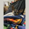 Blue Cross Veterinary Clinic