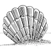 Shell Ann Printing