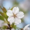 White Sakuras