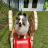 Bethel Veterinary Hospital