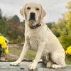 McOsker Kennels