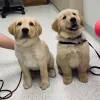 Confederate Ridge Animal Hospital