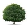 Tree of Life Natural Medicine