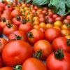 Mountain View Farm CSA