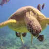 Aloha Scuba Diving