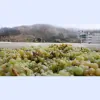 Girard Winery