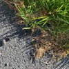 Angelo's Paving