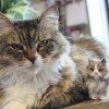 Animal Hospital at Auburn Hills