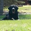 Great Oaks Veterinary Clinic