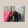 Wags Daycare for Dogs