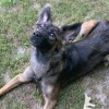 K9 Legend