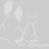 Paw Paw Veterinary Clinic